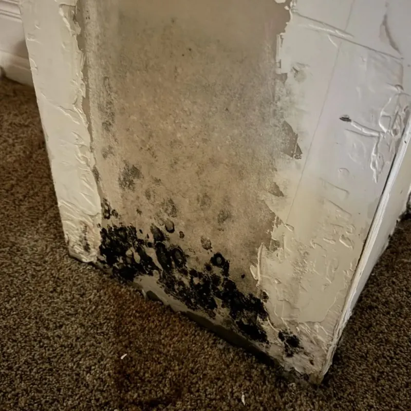 Professional Mold Removal in Moody County, SD